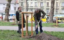 Фото 3: У сквері біля цирку висадили алею пам’яті загиблих героїв