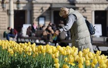 Фото 2: Тюльпани у Львові цвістимуть щороку, - почесний консул України в Нідерландах (відео)