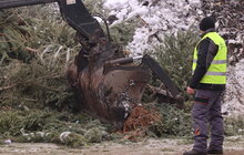Фото 3: У Львові переробляють новорічні ялинки на компост: на міську станцію вже привезли 10 тонн хвої (відео)