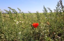 Фото 4: Купол Грибовицького полігону засіяли травою — скоро там можна буде пограти в гольф (відео)