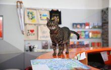 Фото 12: Котячий мер Львова запрошує: у Ратуші облаштували станцію для тварин (відео)
