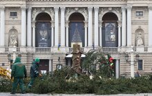 Фото 10: Головну ялинку Львова відвезли на компостування (відео)