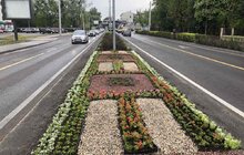 Фото 3: На роздільній смузі на пр. Чорновола висаджено 6 тис саджанців квітів