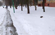 Фото 110: Зранку працювало 93 одиниці снігоочисної техніки