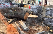 Фото 3: «В підсумку, дерев стане більше, а заміні підлягає трохи більше 40% озеленення вулиці», — О. Сладкова про роботи на вул. Пекарській