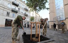 Фото 4: Замість поваленої буревієм тополі – 7 робіній: на площі Катедральній висадили нові дерева