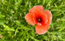 Фото 4: Маки, волошки та інші польові квіти: у Львові цвітуть шість ділянок різнотрав’я