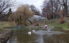 Фото 1: На озеро у Стрийському парку повернулися лебеді