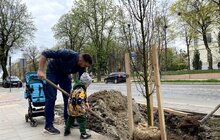 Фото 2: На вулиці Степана Бандери висаджують дерева