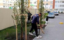 Фото 5: У Шевченківському районі Львова висадили 22 дерева