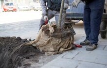 Фото 7: 432 дерева за 7 днів: весняний Львів озеленюють