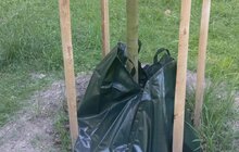 Фото 2: Щоб вберегти молоді дерева від спеки: працівники комунальних підприємств Львова встановлюють спеціальні мішки для поливу