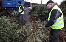 Фото 8: На міській станції компостування переробляють використані новорічні ялинки