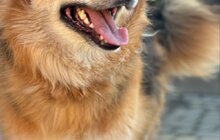 Фото 14: 50 собак і 17 котів чекають на своїх господарів у ЛКП «Лев»