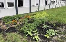 Фото 21: Овочі, квіти, пряні трави і навіть кавуни: що росте на городах мешканців модульного містечка