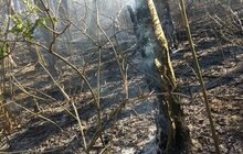 Фото 5: Два підпали у парку «Знесіння» за минулу добу: пошкоджено близько 4 га заповідної зони