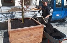 Фото 9: На вул. Л. Українки відремонтували тротуар та висаджують клени