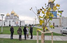 Фото 8: У Сихівському районі стартувала масштабна осіння висадка дерев
