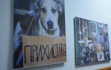 Фото 7: Відтепер в ЛКП «Лев» можна отримати сертифікат для виїзду з твариною за кордон