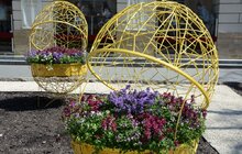 Фото 8: У районах Львова продовжують висаджувати квіткові композиції