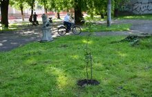 Фото 15: У Замарстинівському сквері висадили перше символічне дерево, ознаменувавши старт його реконструкції