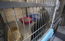 Фото 8: Львів перший у світі підрахував вуличних котів