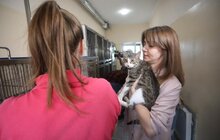 Фото 13: Львів перший у світі підрахував вуличних котів