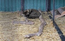 Фото 5: У мерії розглядають можливості комплексного розвитку парку «Знесіння» і Домівки врятованих тварин