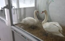 Фото 23: У мерії розглядають можливості комплексного розвитку парку «Знесіння» і Домівки врятованих тварин