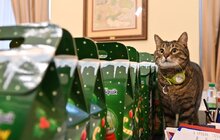 Фото 1: Цікаві історії, какао та мандаринки: вихованці ліцею «Просвіта» завітали в гості до мера Львова