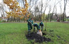 Фото 6: У парку «700-річчя» триває висадка дерев та кущів