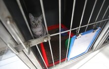 Фото 16: ЛКП «Лев» прилаштувало за 3 роки 2 тис тварин