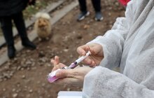 Фото 1: За три дні у парку Франка провакцинували від сказу майже 150 котів та собак