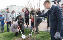 Фото 19: У Львові висадили 20 сакур, які місту подарувало Посольство Японії