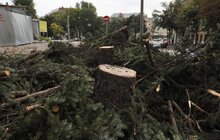 Фото 5: Біля Органного залу сьогодні зрізають ялинки, на їх місці висадять 15 нових дерев
