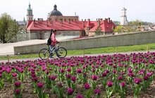 Фото 7: Навесні на Меморіалі пам’яті Героїв Небесної Сотні розквітнуть бузково-фіолетові тюльпани