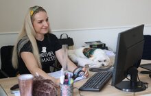 Фото 10: Візьми собаку на роботу: працівники мерії Львова прийшли на роботу із чотирилапими (відео)