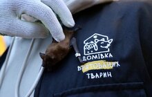 Фото 3: Містяни долучилися до випуску у природу близько 300 врятованих кажанів