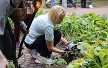 Фото 9: До Дня міста Бахмут його мешканці висадили у Львові троянди в пам'ять про свою домівку