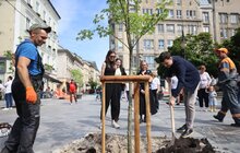 Фото 17: На площі Галицькій висадили нові дерева
