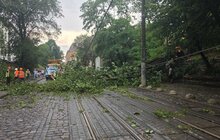 Фото 17: У Львові оперативно ліквідовують наслідки негоди: повалені дерева, обірвані мережі та зміни в русі транспорту (відео)