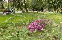 Фото 3: Маки, волошки та інші польові квіти: у Львові цвітуть шість ділянок різнотрав’я