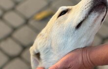 Фото 3: 50 собак і 17 котів чекають на своїх господарів у ЛКП «Лев»