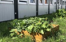 Фото 16: Овочі, квіти, пряні трави і навіть кавуни: що росте на городах мешканців модульного містечка
