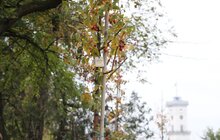 Фото 45: У Львові висадили 96 іменних дерев, присвячених загиблим Героям