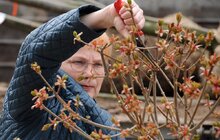 Фото 8: Минув перший рік роботи міських садівників у Львові