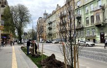 Фото 4: На вулиці Степана Бандери висаджують дерева