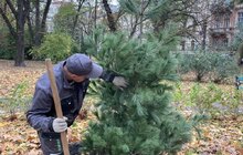 Фото 4: Сьогодні в парку Франка висаджують 6 дерев