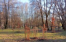 Фото 2: У львівських парках висадили сотню дерев та кущів
