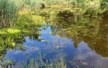 Фото 6: 15 кубічних метрів водних рослин та намулу: у парку «Знесіння» чистять ставок